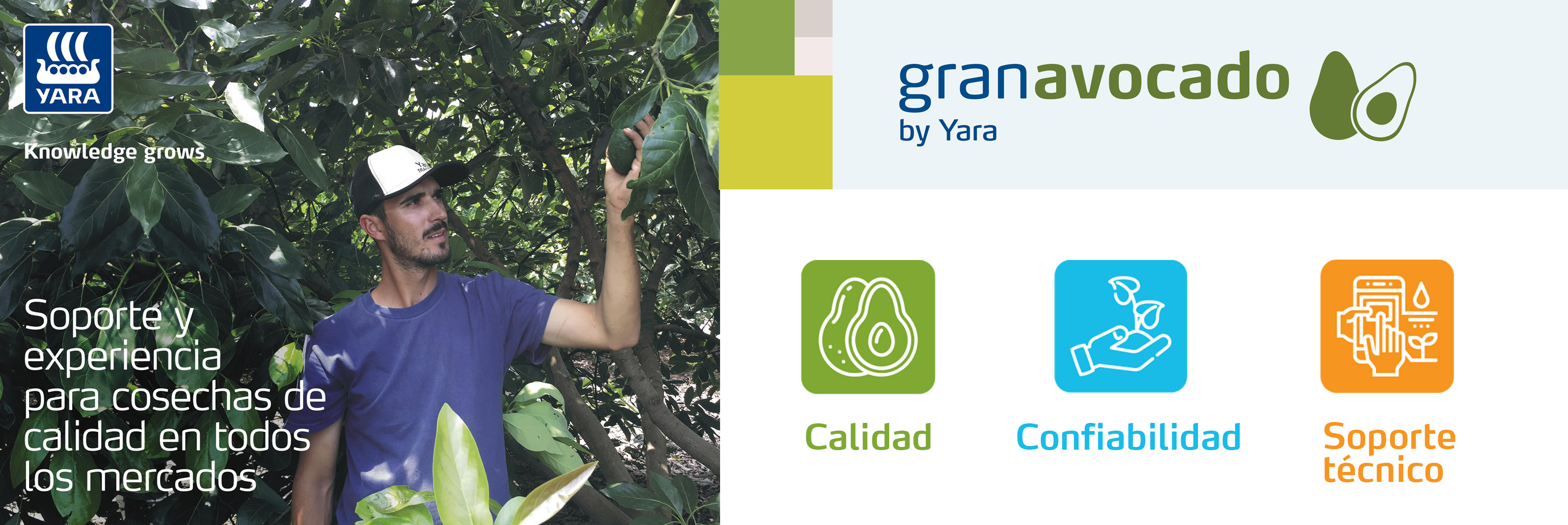 GranAvocado