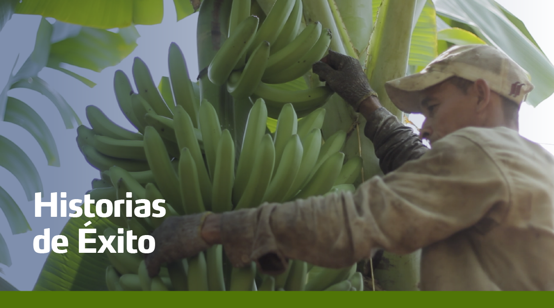 Historias de exito banano Ecuador 