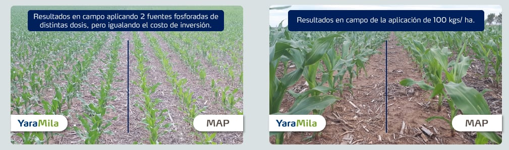 Aplicando YaraMila obtendras 7% mas rendimiento