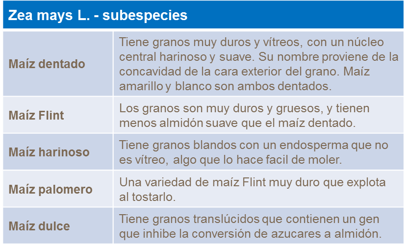 Subespecies del maíz