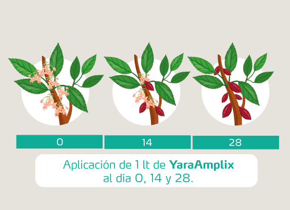 Aplicación de 1 lt de YaraAmplix al día 0, 14 y 28.