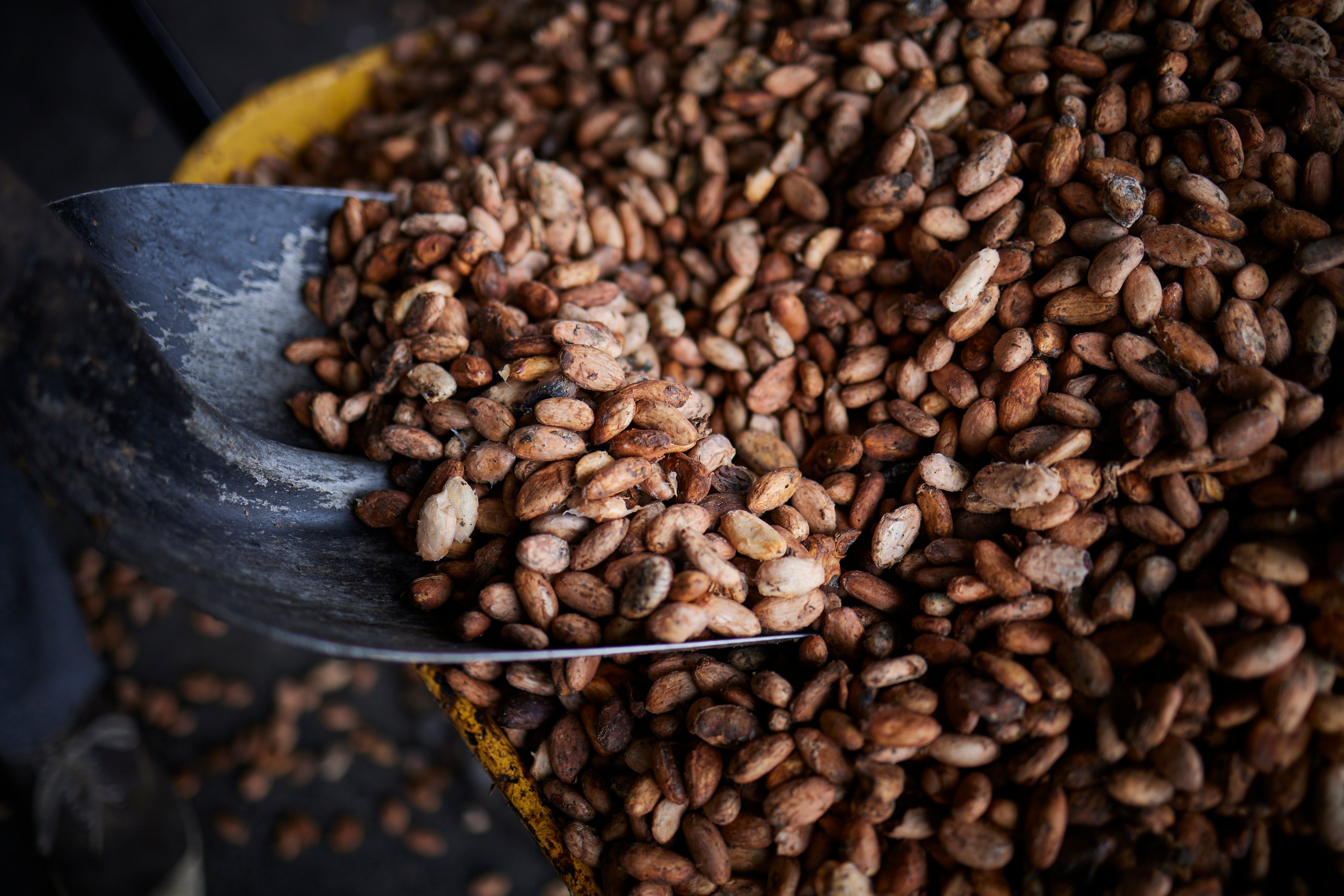 Cosecha de cacao en centro de acopio