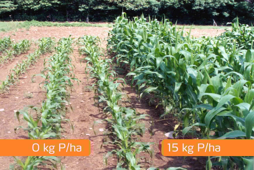 Diferencias en campo al aplicar fosforo en el cultivo