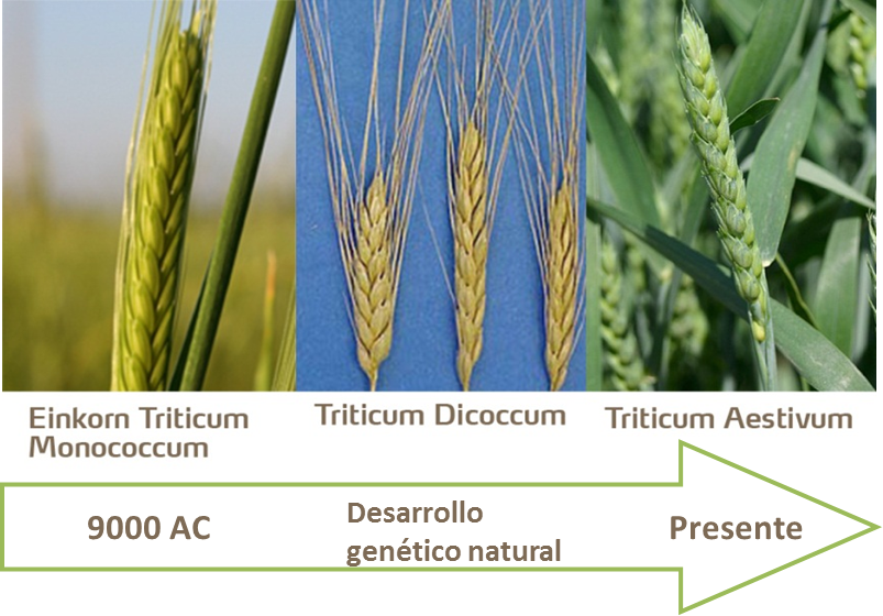 Desarrollo histórico del trigo